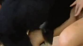Sluts sharing the canine dick in wild scenes