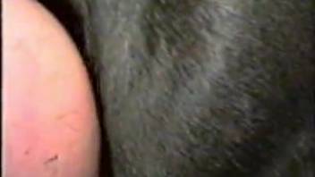 Gorgeous booty lady, intimate bestiality dog erotica
