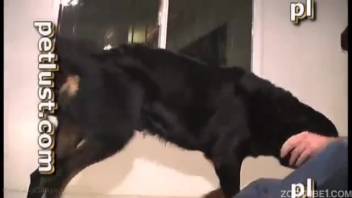 Homosexual guy in a silly wig performs oral sex on a filthy beast