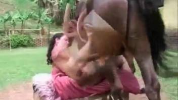 Impressive stallion and ardent animal enthusiast engage in intercourse in the missionary position.