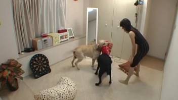 Asian tramp performs anilingus on a well-trained dark canine