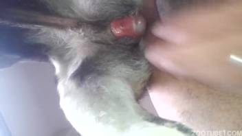 Aroused man has his anus pounded by an excited dog