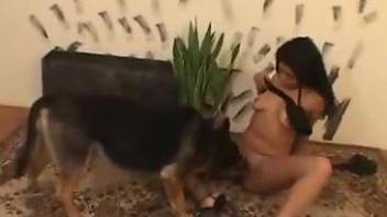 Busty brunette is lying on the floor and sucking a dog cock