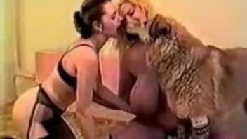Amateur zoophilia with babes sharing a big dog cock