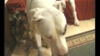 Pink-haired bestiality enthusiast delivers an intense oral sex act to a white canine