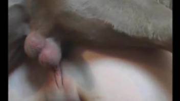 Big dog and big-ass slut are screwing in homemade animal porn
