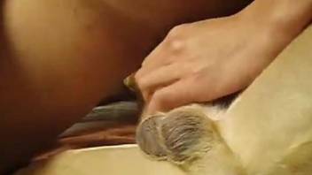 Good-looking doggy is getting hardly nailed in close-up