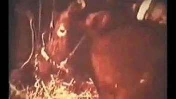 Vintage video showing a hot bitch that jacks off animals