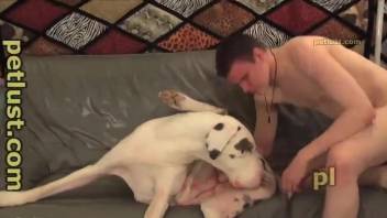 Young man is fucking his doggy in a tight asshole on the sofa