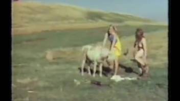 Fantastic pony and adorable girls delight in farm animal sex XXX