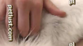 Gorgeous canines are being screwed in zoophilia anthology