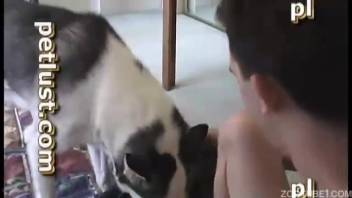 Husky dog and male bestiality lover are fucking intensely in the bedroom