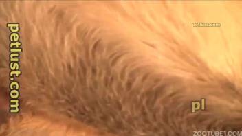 Guy banging a compliant beast in missionary position XXX