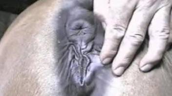 Guy examines animal's hole with fingers before sliding rod inside