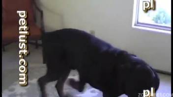 Stunning black canine screws a lustful female owner orally