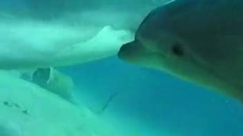 Dolphin equipped with a huge cock attempts to screw his alluring girlfriend