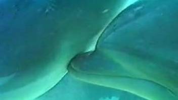 Dolphin with massive dick is trying to bang his sexy girlfriend