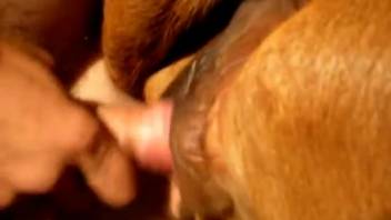 Soaked vagina vixen is getting wild with a well-endowed stud
