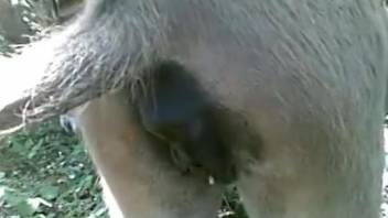 Sexy animal showing its greedy fuckhole up close