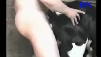 Naked male with hard boner is fucking his sexy doggy from behind