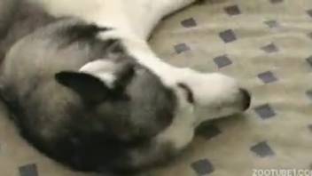 Heavenly sled dog mounts the rigid dick of a super aroused beast fucker