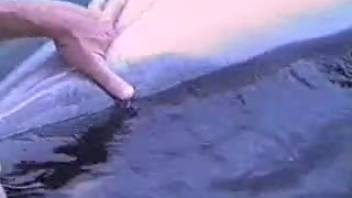 Dolphin's soaked vagina being vigorously fingered