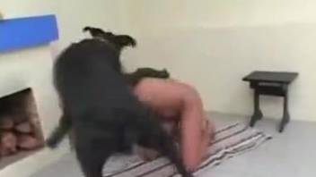 Dark-haired hottie is sucking her doggy and getting fucked