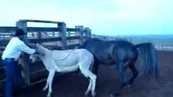Stallion humps horse in insane outdoor animal porn scenes