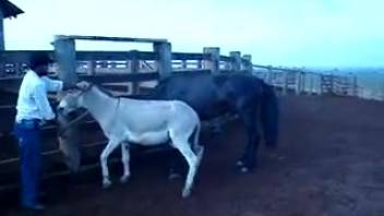 Stud horse mounts mare in crazy outdoor bestiality porn clips
