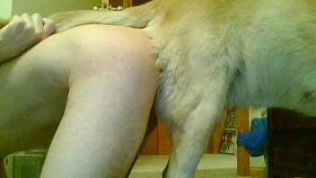 Dog breeds penetrate bare dude's rear throughout full homosexual act