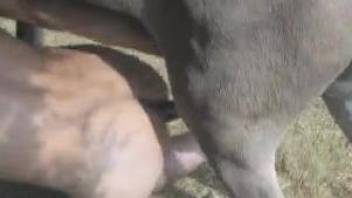 Nude gay man ass fucked by a donkey in extreme XXX scenes