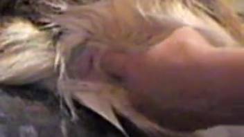 Intense footage of man having sex with a fluffy dog live on webcam