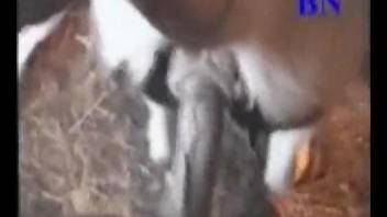 Horny man deep fucks goat and enjoys multiple orgasms