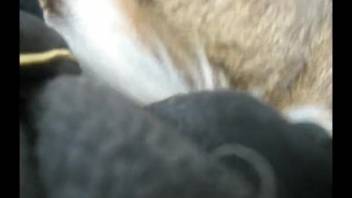 A man shoves his massive cock into the fluffy dog's dripping cunt