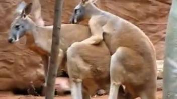 Good kangaroos are fucking in the doggy style pose