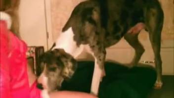 Attractive lady parts her thighs for canine's tongue and penis in homemade adult video