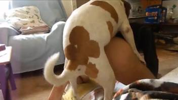 Spotted dog sniffs and fucks her wide-opened cunt from behind