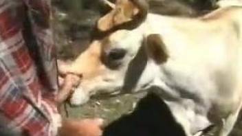 Fine scenes of outdoor animal perversions with a man and his cow