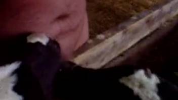 Guy enjoys the calf licking his stiff dick in those messy ways.