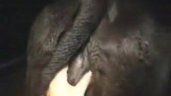 Videographer plunges his fingers deep into the rectum of an ebony beast