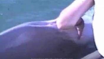 Bestiality enthusiast arouses marine creature's orifice with tender caresses