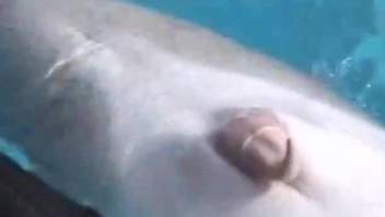 Horny man feels sexually attracted to this dolphin