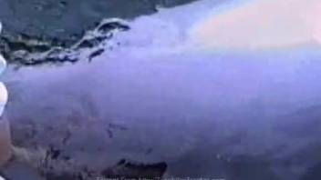 See how I'm teasing the snug vagina of a hot, soaked dolphin