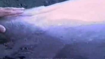 Guy fingers a dolphin's vagina in an extremely captivating adult video