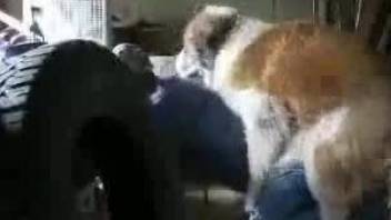 Good doggy and hot chick have nice sex in doggy pose