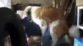 Nice pup and sexy babe enjoy steamy romp in doggy style