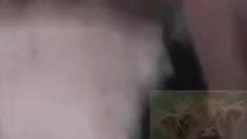 Bestiality XXX close-up footage in homemade adult video