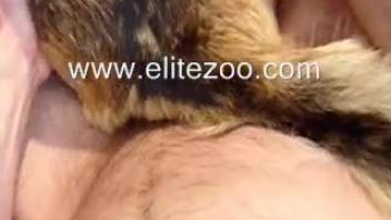 Bare man thrusts into a fluffy dog's rear during intense webcam action