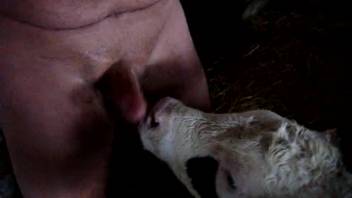 Naked guy gets pleasure from a young calf licking his hard penis in a messy way