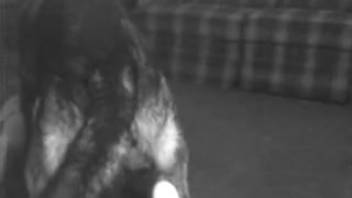 Shaggy dog penetrates elegant mistress in amateur beast sex clip